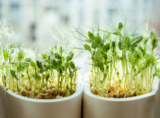 Potent Broccoli Sprout Benefits, Why Chewing is a Must, According to Experts